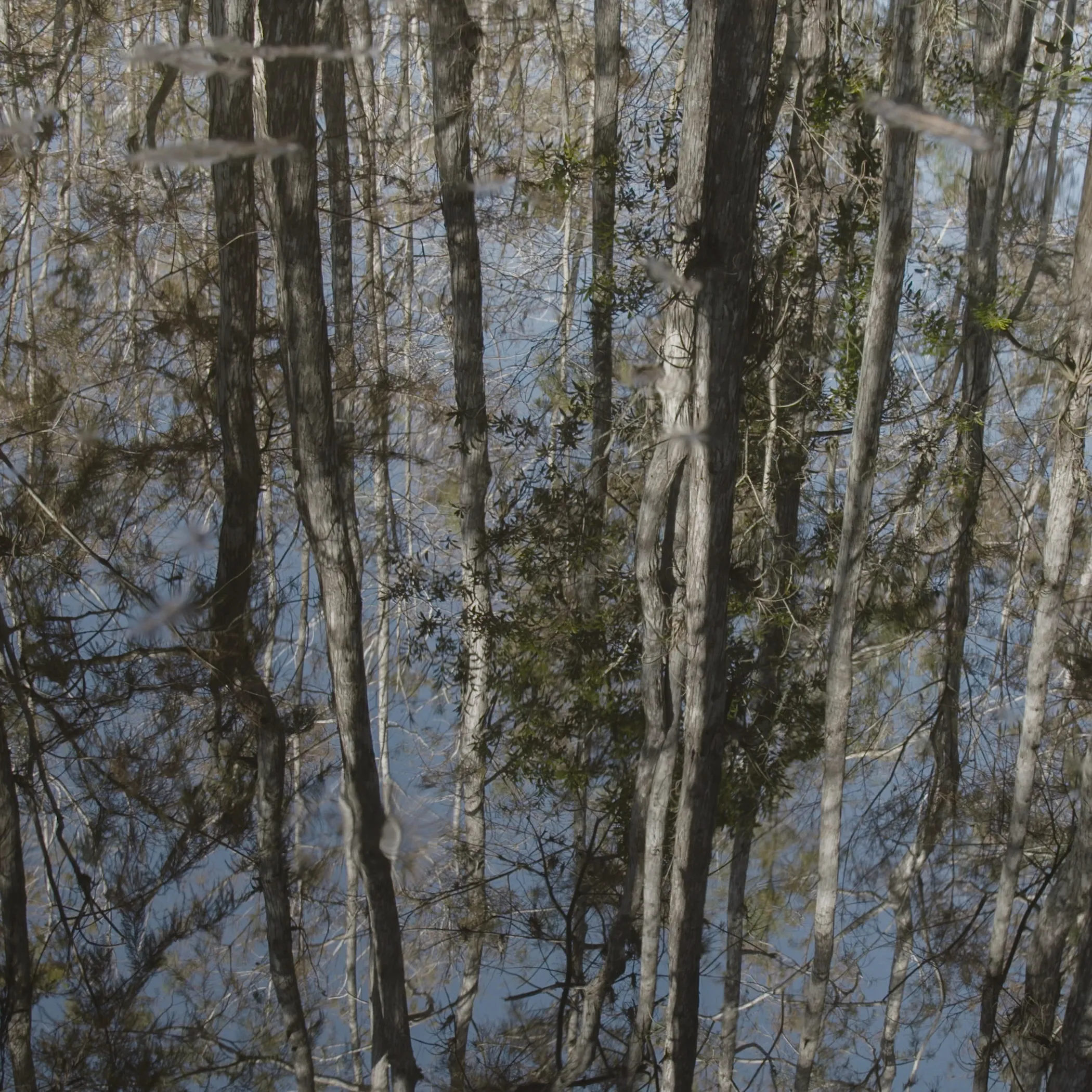 Color image of cypress trees reflected in water